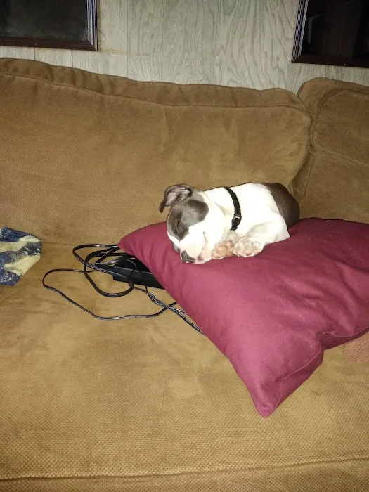 Urgent Pet Care of South Tampa Picture 4