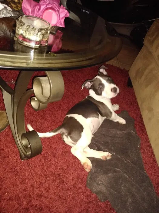 Urgent Pet Care of South Tampa Picture 6