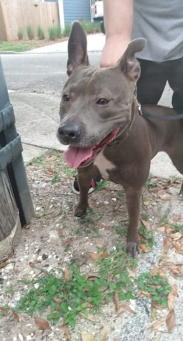 Urgent Pet Care of South Tampa Picture 9