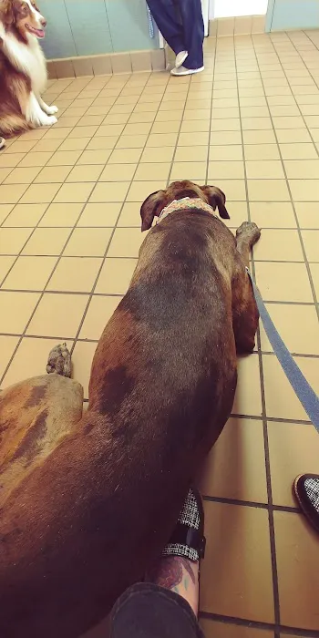 Urgent Pet Care of South Tampa Picture 8