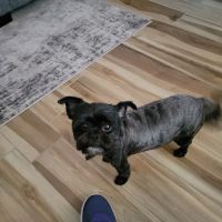 Animal Hospital of Tampa Bay ico