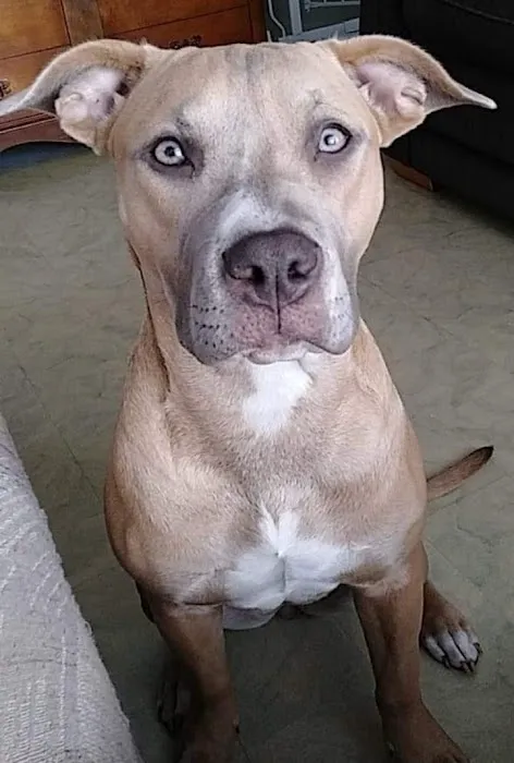Animal Hospital of Tampa Bay Picture 2