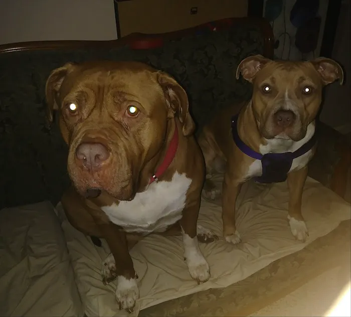 Animal Hospital of Tampa Bay Picture 4