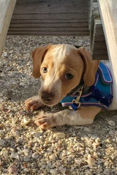 Animal Hospital of Tampa Bay Picture 10