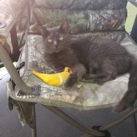 Animal Doctors of South Tampa ico