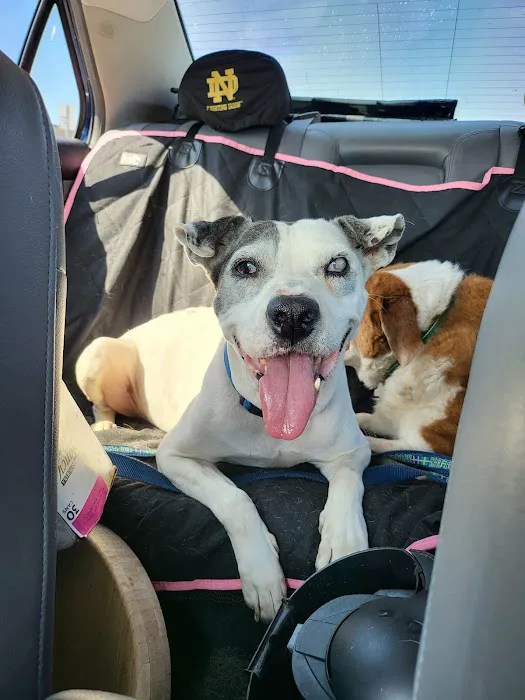 Animal Doctors of South Tampa Picture 4