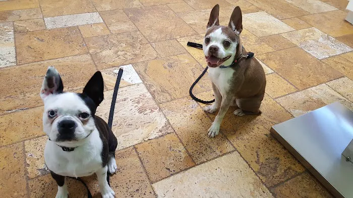 Animal Doctors of South Tampa Picture 3