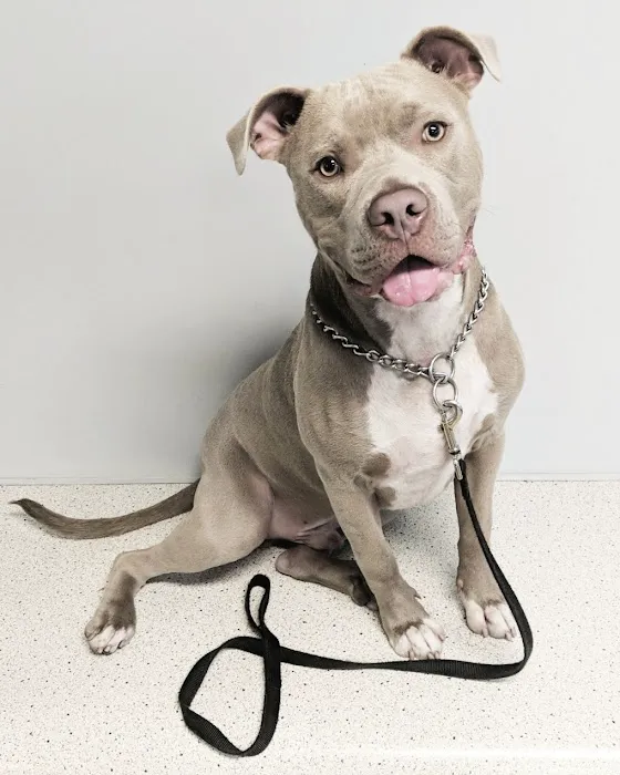 Dale Mabry Animal Hospital Picture 1