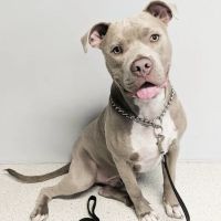 Dale Mabry Animal Hospital ico