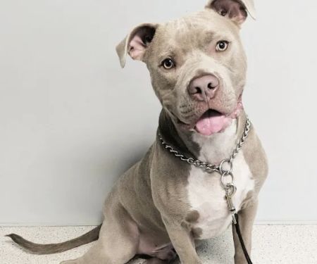 Dale Mabry Animal Hospital