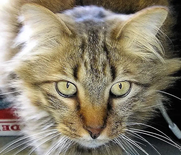Dale Mabry Animal Hospital Picture 7