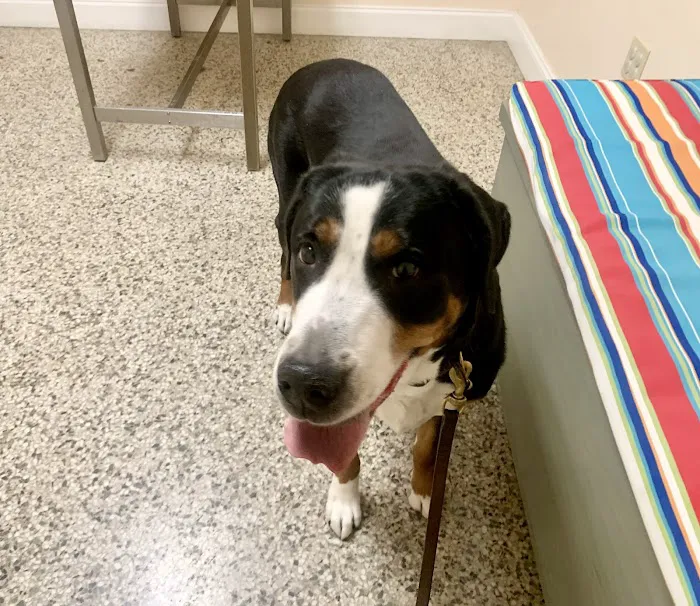 Sunset Park Animal Hospital Picture 5