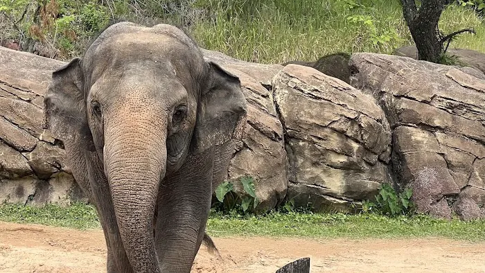 Busch Gardens Animal Care Center Picture 7