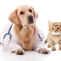 Busch Animal Hospital ico
