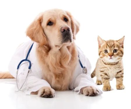 Busch Animal Hospital