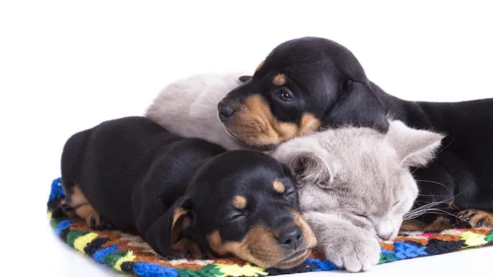 Busch Animal Hospital Picture 2