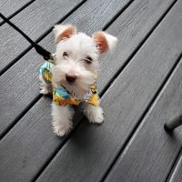 Tampa Mobile Veterinary Services, LLC / Jeanne Hart, DVM ico