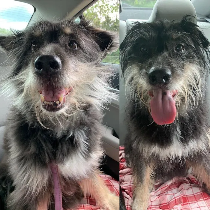 Tampa Mobile Veterinary Services, LLC / Jeanne Hart, DVM Picture 4