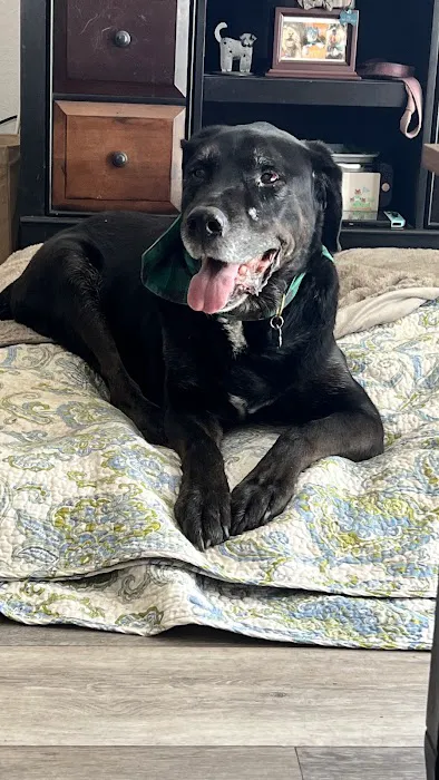 Tampa Mobile Veterinary Services, LLC / Jeanne Hart, DVM Picture 6