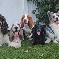 Temple Terrace Animal Hospital ico