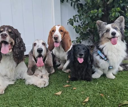 Temple Terrace Animal Hospital