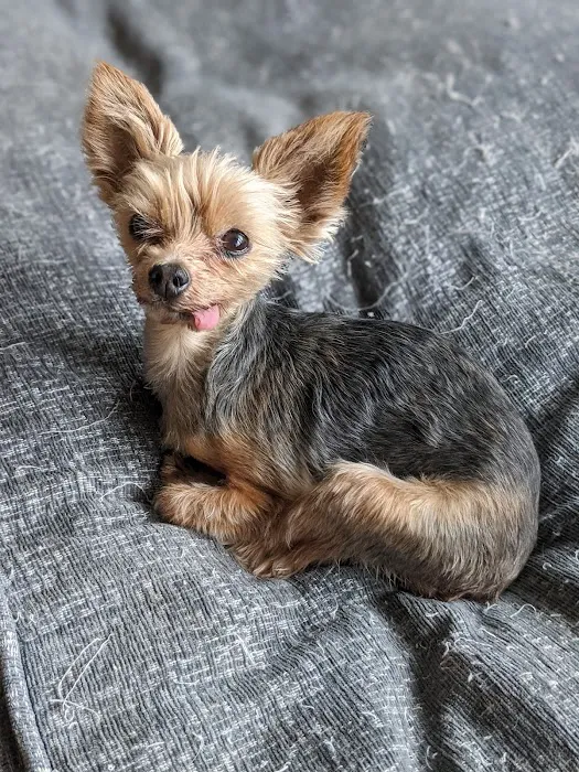 BluePearl Pet Hospital Picture 1