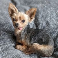BluePearl Pet Hospital ico