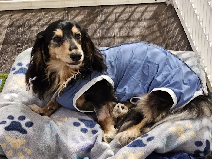 BluePearl Pet Hospital Picture 6