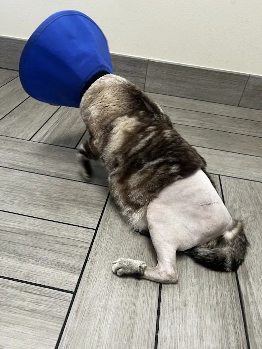 BluePearl Pet Hospital Picture 8