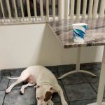 Florida Veterinary Specialist: Aumann Marcel DVM