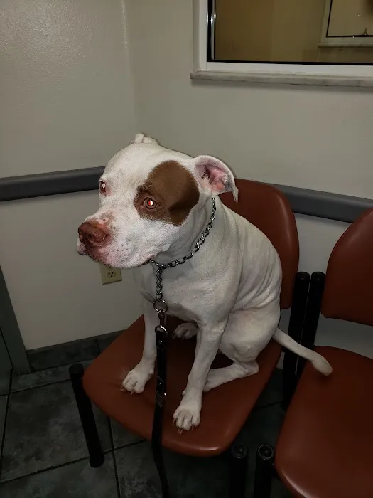 Florida Veterinary Specialist: Aumann Marcel DVM Picture 4