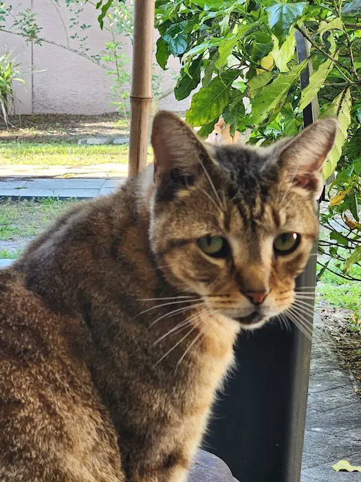 Harmony Vet Care of Carrollwood Picture 5