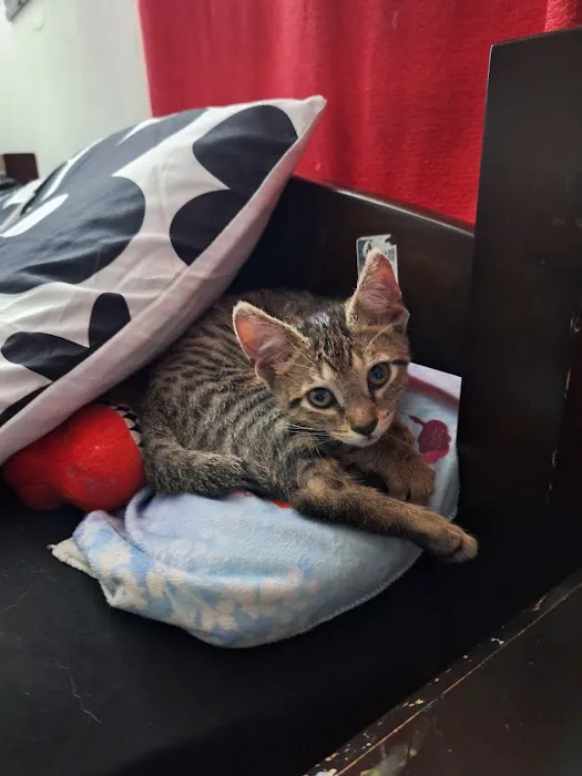 Harmony Vet Care of Carrollwood Picture 4