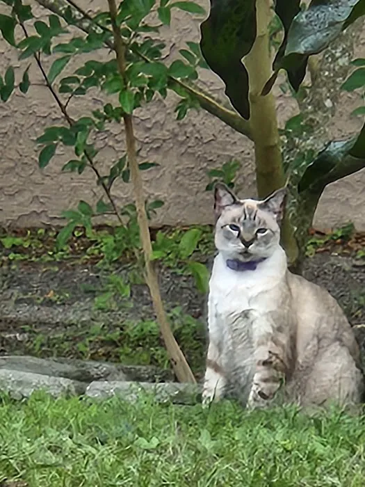 Harmony Vet Care of Carrollwood Picture 10