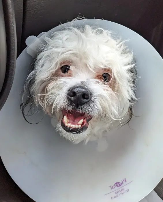 Harmony Vet Care of Carrollwood Picture 9