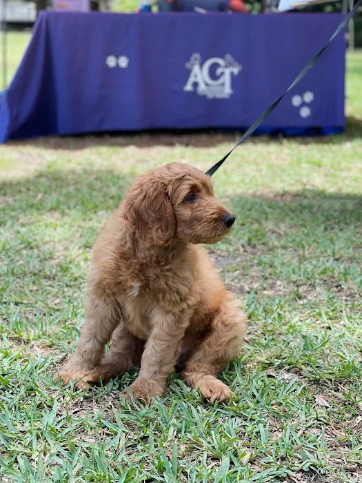 Animal Coalition of Tampa Picture 7