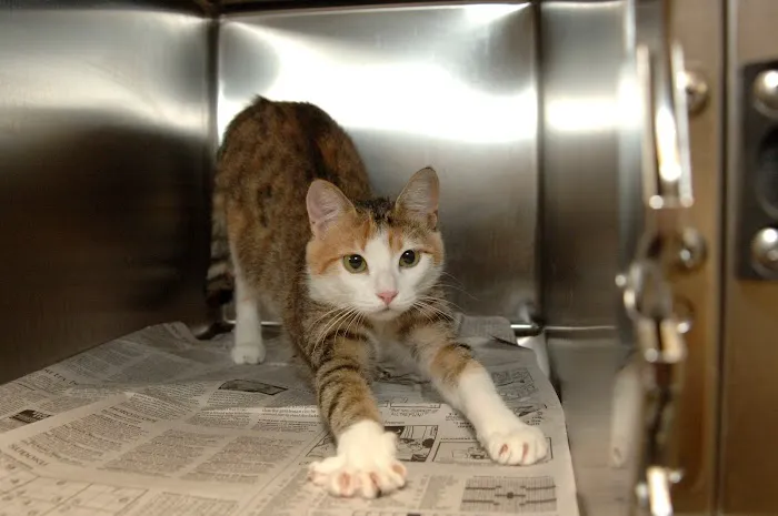 First Coast No More Homeless Pets Picture 7