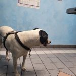 Gateway Animal Hospital