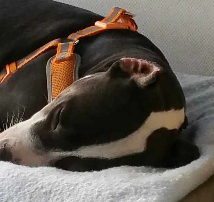 Gateway Animal Hospital Picture 5