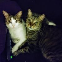 Low Cost Animal Hospital ico