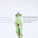 Riverside Animal Hospital