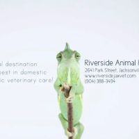 Riverside Animal Hospital ico