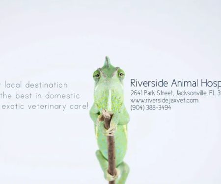 Riverside Animal Hospital