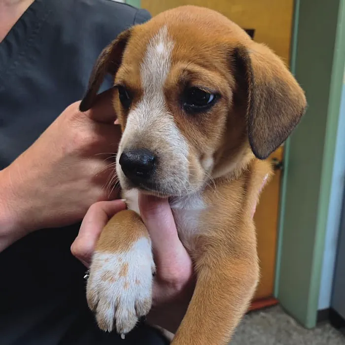 Riverside Animal Hospital Picture 7