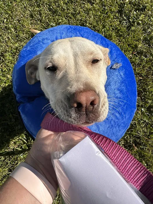 Seaglass Spay Neuter Picture 2