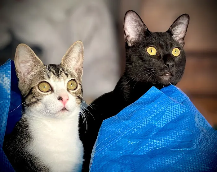 Seaglass Spay Neuter Picture 7