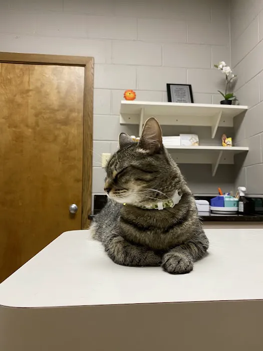 Southside Animal Clinic Picture 3