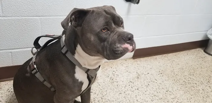 Southside Animal Clinic Picture 7