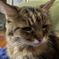 Miramar Animal Hospital ico