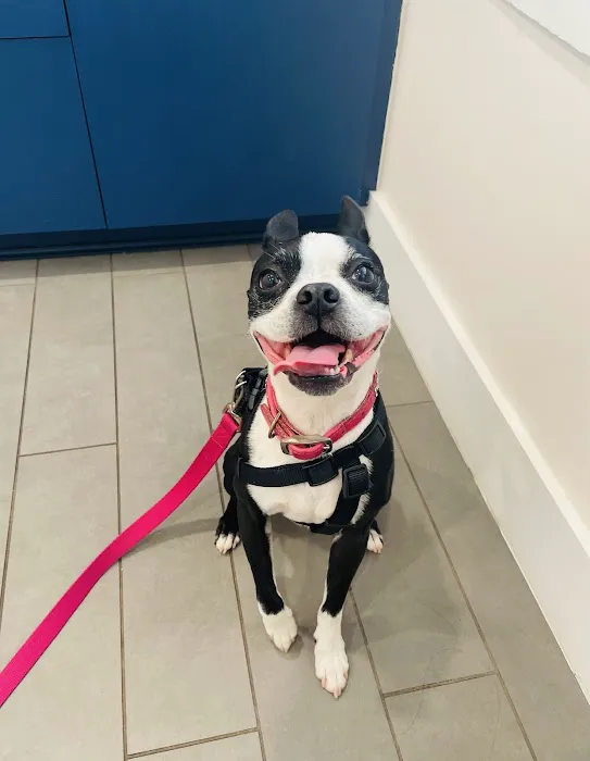 Avondale Animal Hospital Picture 1